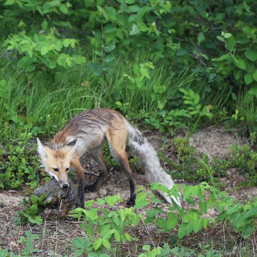 A fox attach after summer storm