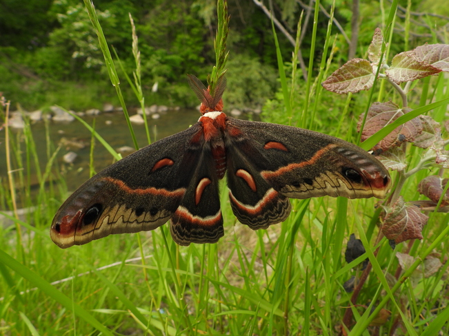 huge butterfly or moth Military Trail, Scarborough, ON