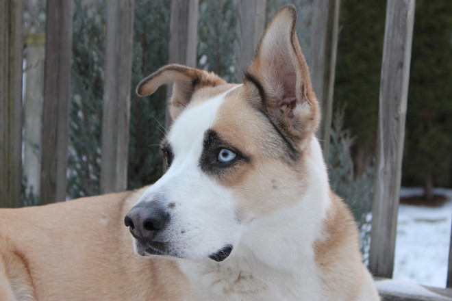 Handsome pup Oshawa, ON