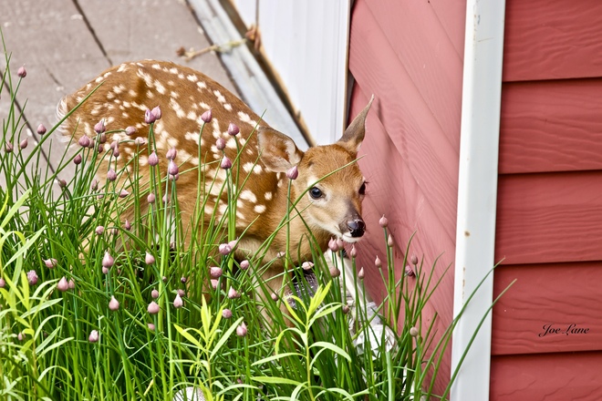Fawn getting ready for a nap Quispamsis, New Brunswick