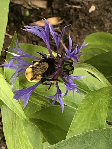 Pollinator Barrie, Ontario, CA