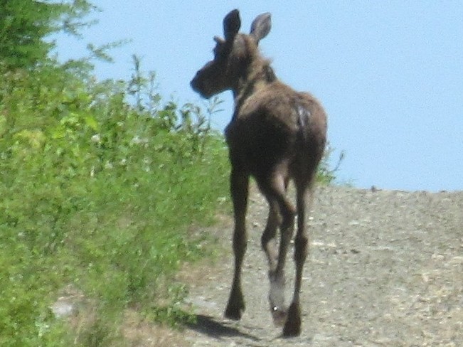 Moose Upper Queensbury, New Brunswick