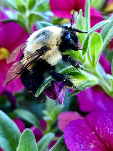 â€˜Bumbleâ€™ The Bee Barrie, Ontario, CA
