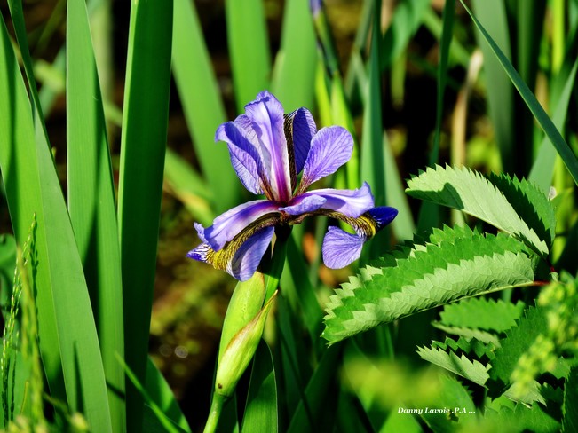 Iris versicolore . St-André de Kamouraska