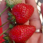 PremiÃ¨res fraises!