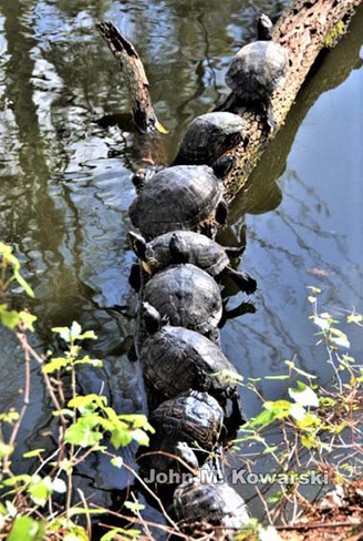 Turtles on a Log Kawartha Lakes