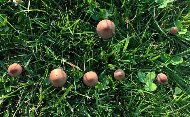 Une "rÃ©union" de champignons... Chicoutimi-Nord, Chicoutimi, Saguenay, QC