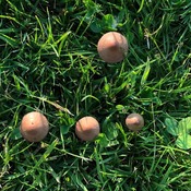 Une "rÃ©union" de champignons...