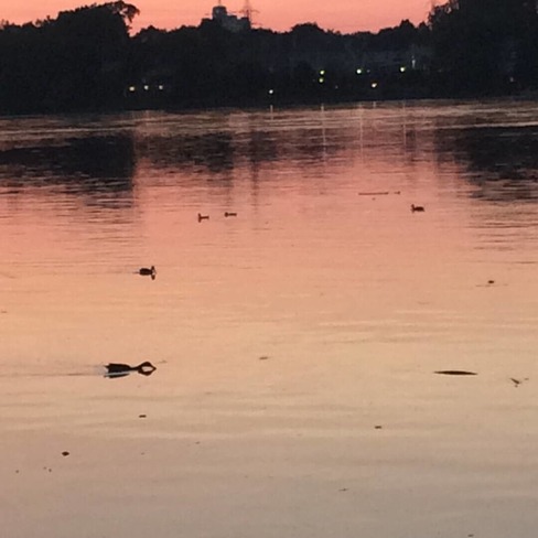 famille de canards avec un magnifique coucher soleil Montréal, QC