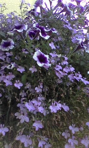 fleurs annuelles Sherbrooke, QC