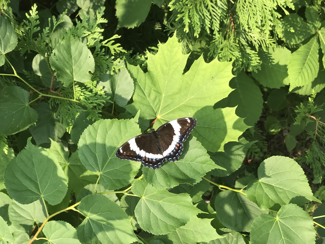 Papillon Repentigny, Québec, CA