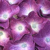 My purple hydrangea.
