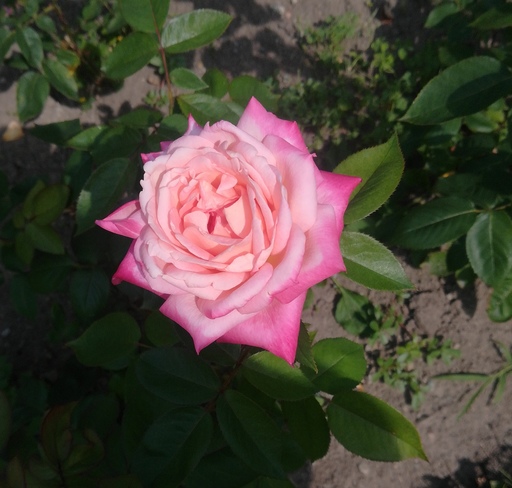 rose du jardin botanique de Montréal Montréal, QC