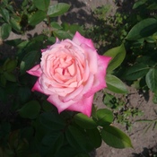 rose du jardin botanique de Montréal