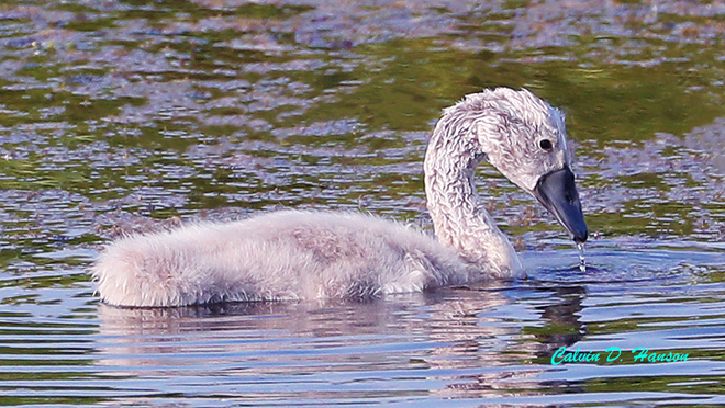 Mute Swan cygnet doing well alone South Stormont, ON