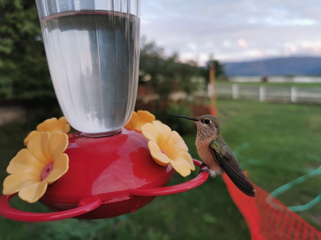 Hummingbird Vernon, BC