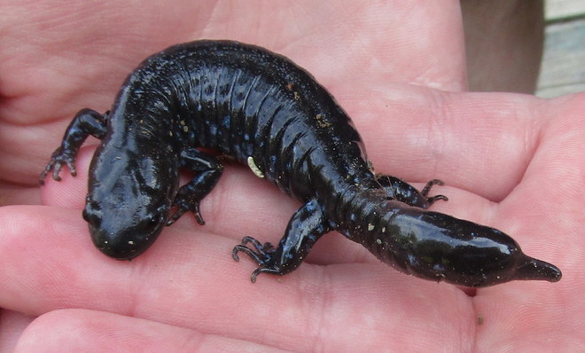 little salamander Woodstock, New Brunswick