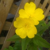 belle fleur jaune
