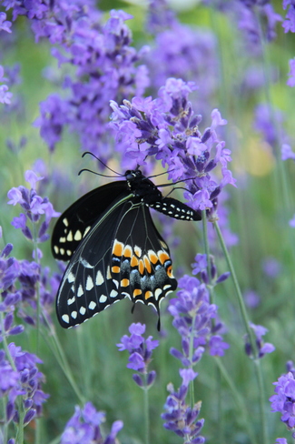 Eastern swallowtail butterfly Welland, ON