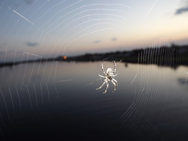 spyder in a web Thunder Bay, ON