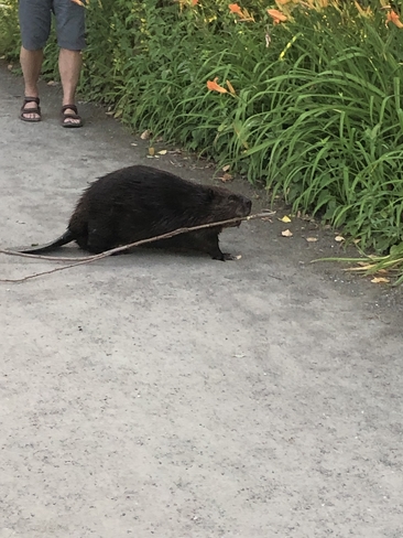 Un castor au Parc des Rapides de Lasalle LaSalle, Québec | H8P 2C6
