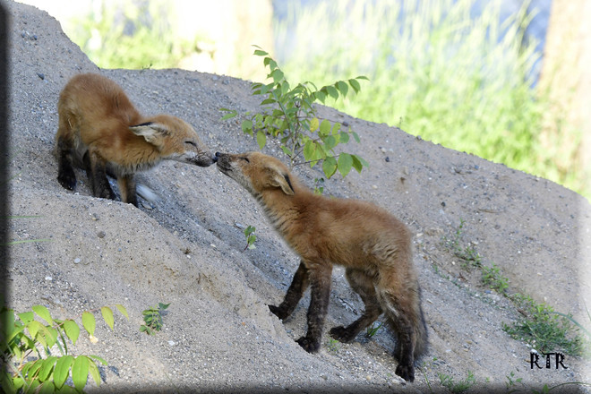 Foxes greeting one another! Corunna, ON