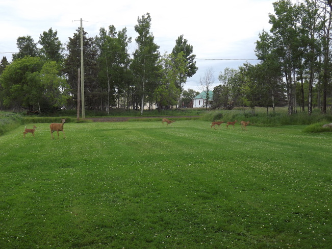 deer and 5 babes 740-730 105th Ave, Thunder Bay, ON P7E 6B6, Canada