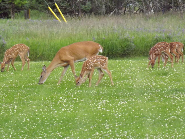 mother with 5 fawns 750 108th Ave, Thunder Bay, ON P7E 6C7, Canada
