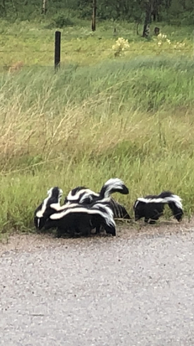 Mommy and babies out for a walk Delburne, Alberta, CA