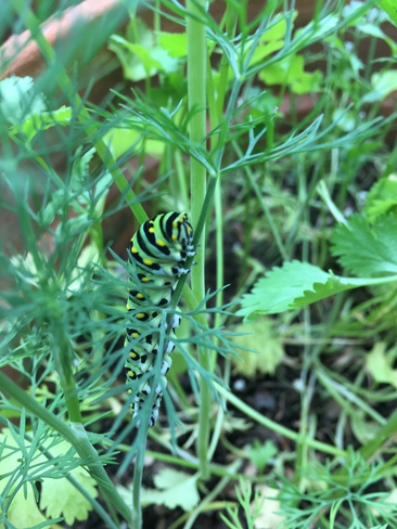Caterpillar Thornhill, Ontario, CA