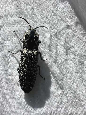 Click beetle Rideau Lakes, Ontario, CA