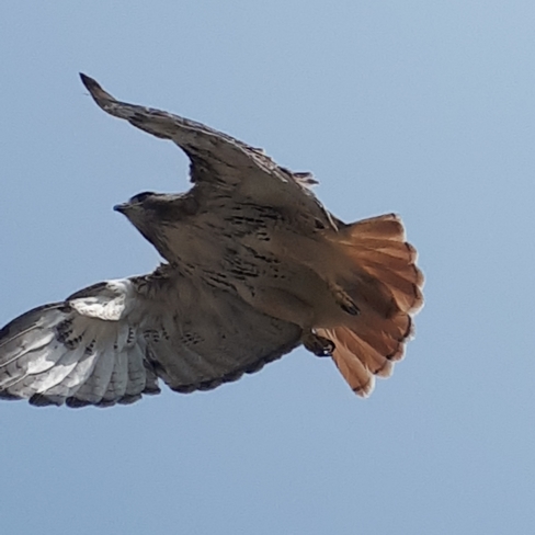 Red tailed hawk hunting while im working Mississauga, ON