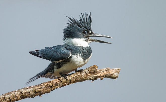 Male Belted Kingfisher 40 Wallace River West Rd, Wallace, NS B0K 1Y0, Canada