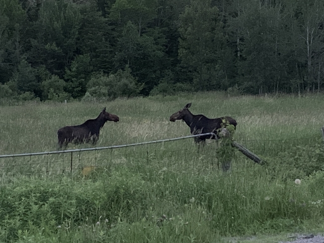 Two moose Sturgeon Falls, Ontario, CA