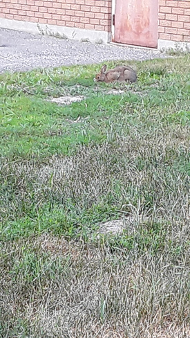 beautiful bunny Sudbury, ON