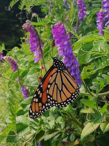 Monarch enjoying the garden. St. Martins, NB