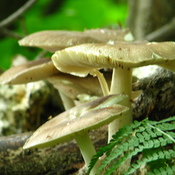 beauté champignon