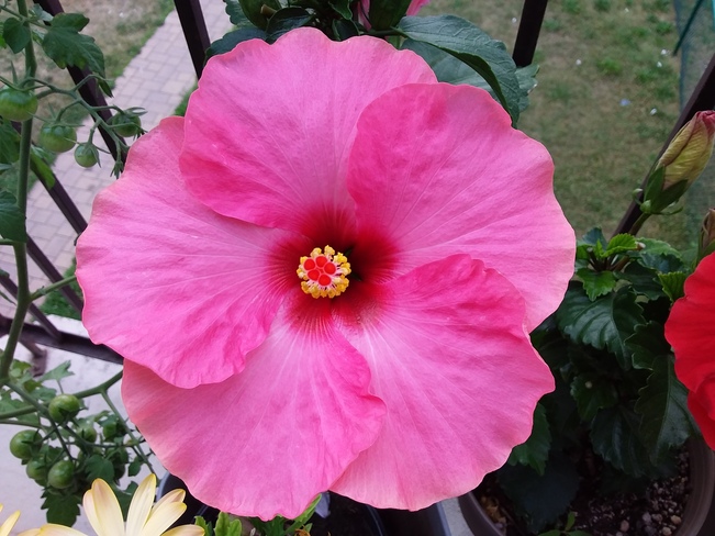 Belle hibiscus Montréal, QC