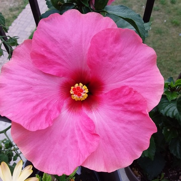 Belle hibiscus