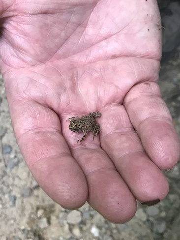 Petite grenouille des bois Parc national du Mont-Tremblant, Chemin du Lac Supérieur, Lac-Supérieur, QC
