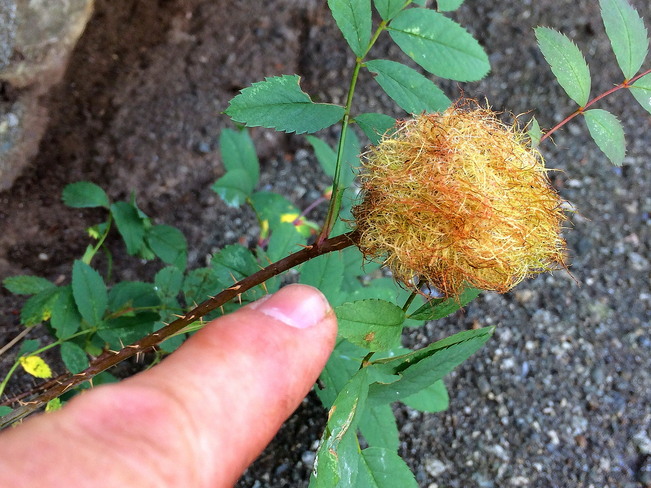 MOSSY ROSE GALL â€“ WEST VANCOUVER West Vancouver, BC