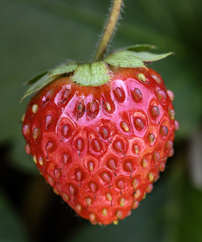 La fraise Mont-Royal, QC H3R 2J3