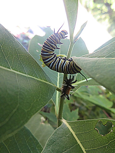 Two different caterpillars Renfrew, ON