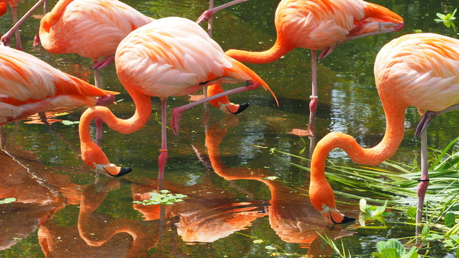 Flamingos Toronto Zoo, Meadowvale Road, Toronto, ON