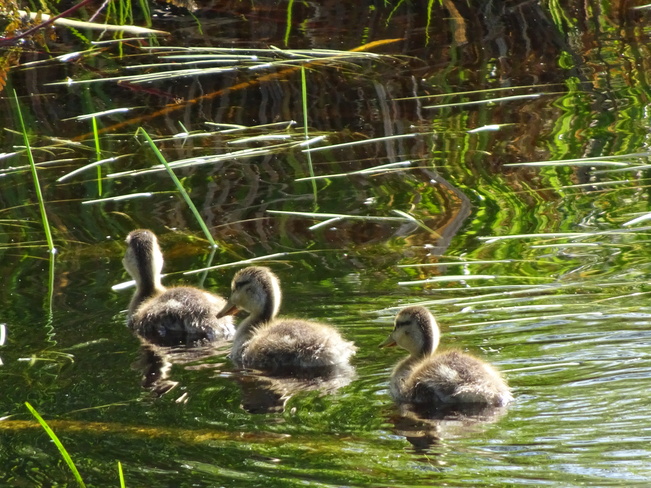 Ducklings Sudbury, ON