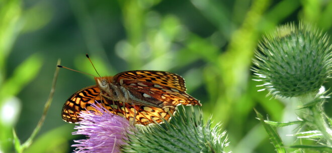 Fritillary Butterfly Millbridge, Ontario
