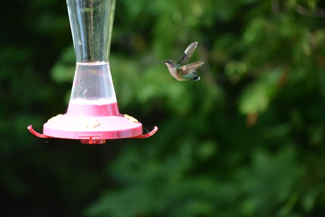 female ruby throated hummingbird georgetown, ontario, canada Georgetown, Halton Hills, Ontario, Canada
