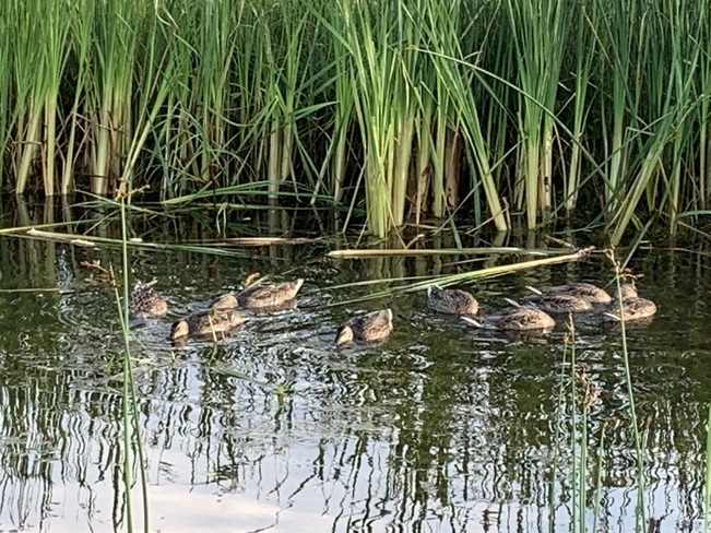 Ducks grown up!! Melville, Saskatchewan, CA