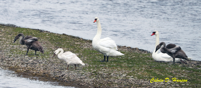 Young Mute Swans South Stormont, ON