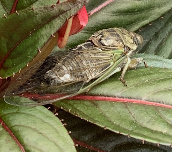 Cicada Stoney Creek, Ontario, CA